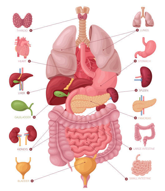 anatomie bas du ventre