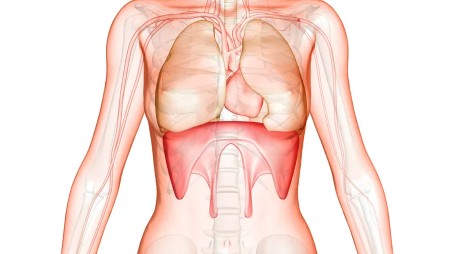 Diaphragme et anatomie