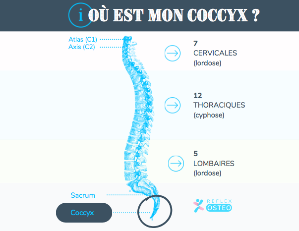 Fracture du coccyx: comment se rétablir? - Les coussins qui soulagent le  coccyx